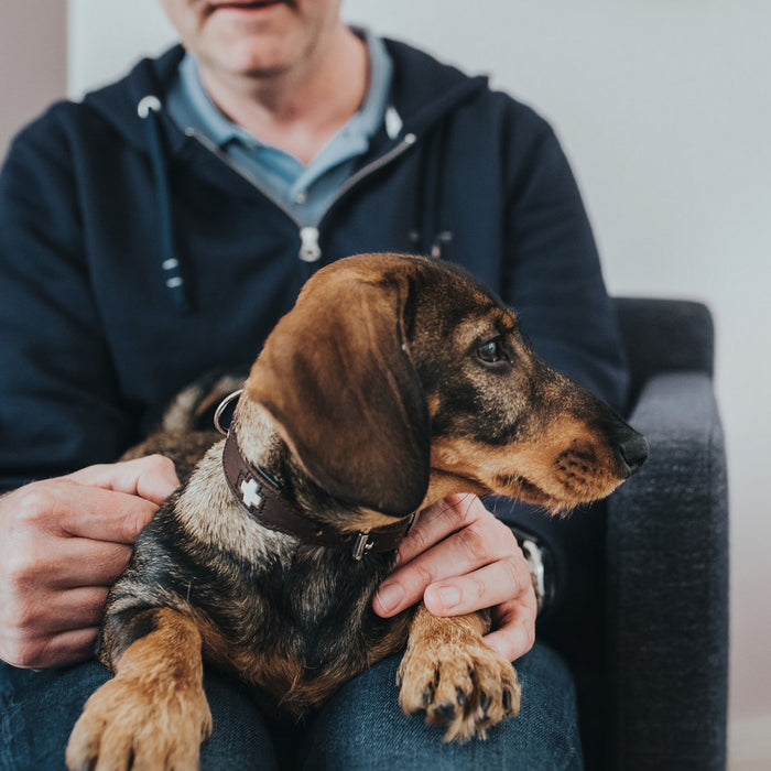 Zgardă pentru câini Hunter Swiss Maro Negru M 55 cm - WALTI WALTI