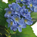 Plantă artificială hydrangea cu ghiveci, 60 cm, albastru - WALTI WALTI