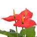 Plantă artificială Anthurium cu ghiveci, 90 cm, roșu și galben - WALTI WALTI