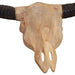 Sculptură craniu de taur montaj pe perete 69x6x60 cm lemn tec - WALTI WALTI