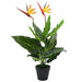 Plantă artificială Strelitzia Reginae Pasărea paradisului 66 cm - WALTI WALTI
