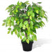 Ficus pitic artificial cu ghiveci, 60 cm - WALTI WALTI