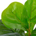 Plantă artificială ficus cu ghiveci, verde, 45 cm - WALTI WALTI