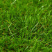 Gazon artificial, verde, 1,5 x 10 m/40 mm - WALTI WALTI