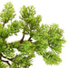 Bonsai chiparos artificial cu ghiveci, verde, 60 cm - WALTI WALTI