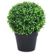 Plante artificiale cimișir cu ghiveci, 2 buc. verde 32 cm minge - WALTI WALTI