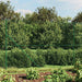 Gard plasă de sârmă cu bordură, verde, 1,4x25 m - WALTI WALTI