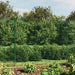 Gard plasă de sârmă cu țăruși de fixare, verde, 1,8x25 m - WALTI WALTI