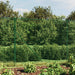 Gard plasă de sârmă cu bordură, verde, 1,6x10 m - WALTI WALTI