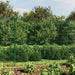Gard plasă de sârmă cu bordură, verde, 1,6x25 m - WALTI WALTI