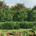 Gard plasă de sârmă cu bordură, verde, 2,2x25 m - WALTI WALTI