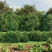 Gard plasă de sârmă cu bordură, verde, 2,2x10 m - WALTI WALTI