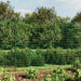 Gard plasă de sârmă cu bordură, verde, 2x25 m - WALTI WALTI