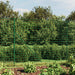 Gard plasă de sârmă cu bordură, verde, 1,6x10 m - WALTI WALTI