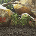 Roci vulcanice, 10 kg, negru, 3-5 cm - WALTI WALTI
