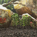 Roci vulcanice, 10 kg, negru, 5-8 cm - WALTI WALTI