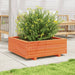 Jardinieră grădină, maro ceruit, 70x70x26,5 cm, lemn masiv pin - WALTI WALTI