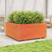 Jardinieră grădină maro ceruit, 100x100x49,5 cm, lemn masiv pin - WALTI WALTI