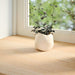 Pervaz 2 buc lemn masiv de stejar netratat 80x20x2 cm - WALTI WALTI