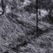 Covor shaggy cu pom înalt, NAVARRA, gri închis, 300x200 cm - WALTI WALTI