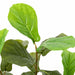 Ficus artificial 48 de frunze 165 cm verde - WALTI WALTI