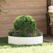Inele pentru vaze 5 pcs Alb 80 x 80 x 20 cm - WALTI WALTI
