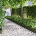 Borduri pentru gazon 20 pcs Verde măsliniu 103 x 0,05 x 22 cm - WALTI WALTI