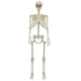 Schelet de Halloween Alb 155 x 38.5 cm Plastic - WALTI WALTI
