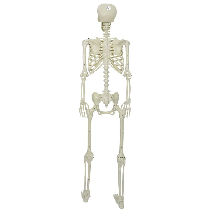 Schelet de Halloween Alb 155 x 38.5 cm Plastic - WALTI WALTI