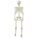 Schelet de Halloween Alb 155 x 38.5 cm Plastic - WALTI WALTI