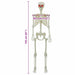 Schelet de Halloween Alb 155 x 38.5 cm Plastic - WALTI WALTI