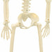 Schelet de Halloween Manual Ajustabil 2 pcs Alb 85 cm PVC - WALTI WALTI