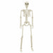 Schelet de Halloween Manual Ajustabil 2 pcs Alb 85 cm PVC - WALTI WALTI