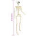 Schelet de Halloween Manual Ajustabil 2 pcs Alb 85 cm PVC - WALTI WALTI
