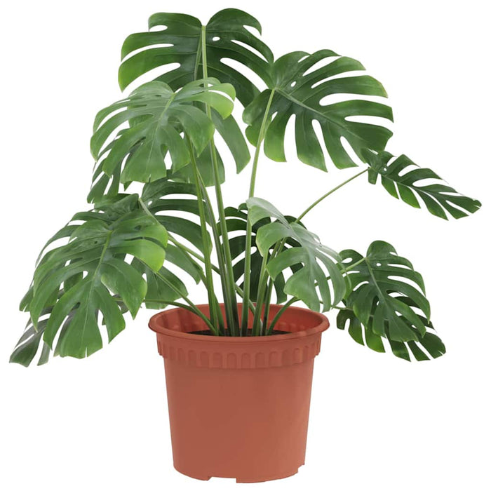 Ghiveci rotund pentru flori 6 pcs Roșu cărămidă Ø 12,5 x 10 cm - WALTI WALTI