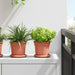 Ghiveci rotund pentru flori 6 pcs Roșu cărămidă Ø 15 x 12 cm - WALTI WALTI