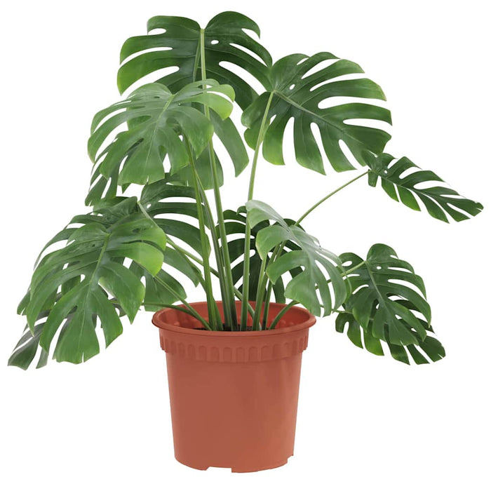 Ghiveci rotund pentru flori 6 pcs Roșu cărămidă Ø 15 x 12 cm - WALTI WALTI