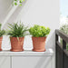 Ghiveci rotund pentru flori 6 pcs Roșu cărămidă Ø 17 x 14 cm - WALTI WALTI