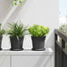 Ghiveci rotund pentru flori 6 pcs Negru Ø 17 x 14 cm Plastic - WALTI WALTI