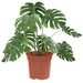 Ghiveci rotund pentru flori 24 pcs Roșu cărămidă Ø 15 x 12 cm - WALTI WALTI