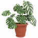 Tavă rotundă pentru flori 6 pcs Roșu cărămidă Ø 17,5 x 2 cm - WALTI WALTI