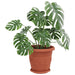 Tavă rotundă pentru flori 6 pcs Roșu cărămidă Ø 21,5 x 2,5 cm - WALTI WALTI