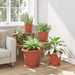 Tavă rotundă pentru flori 6 pcs Roșu cărămidă Ø 27 x 2,5 cm - WALTI WALTI