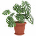 Tavă rotundă pentru flori 24 pcs Roșu cărămidă Ø 14 x 2 cm - WALTI WALTI