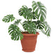 Ghivece pentru plante 6 pcs Roșu cărămidă Ø 26 x 21.5 cm - WALTI WALTI