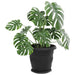Ghivece pentru plante 24 pcs Negru Ø 26 x 21.5 cm Plastic - WALTI WALTI