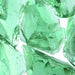 Pietre de Grădină Verde deschis 12 cm Sticlă - WALTI WALTI