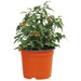 Vaza pentru flori 200 pcs Terracota Ø 15 x 12.5 cm Plastic - WALTI WALTI