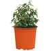 Vaza pentru flori 50 pcs Terracota Ø 15 x 13 cm Plastic - WALTI WALTI