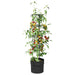 Cultivator pentru roșii Negru Ø 32 x 127 cm PP - WALTI WALTI
